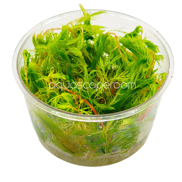 Myriophllum Mattogrossense 'Golden' Tissue Culture