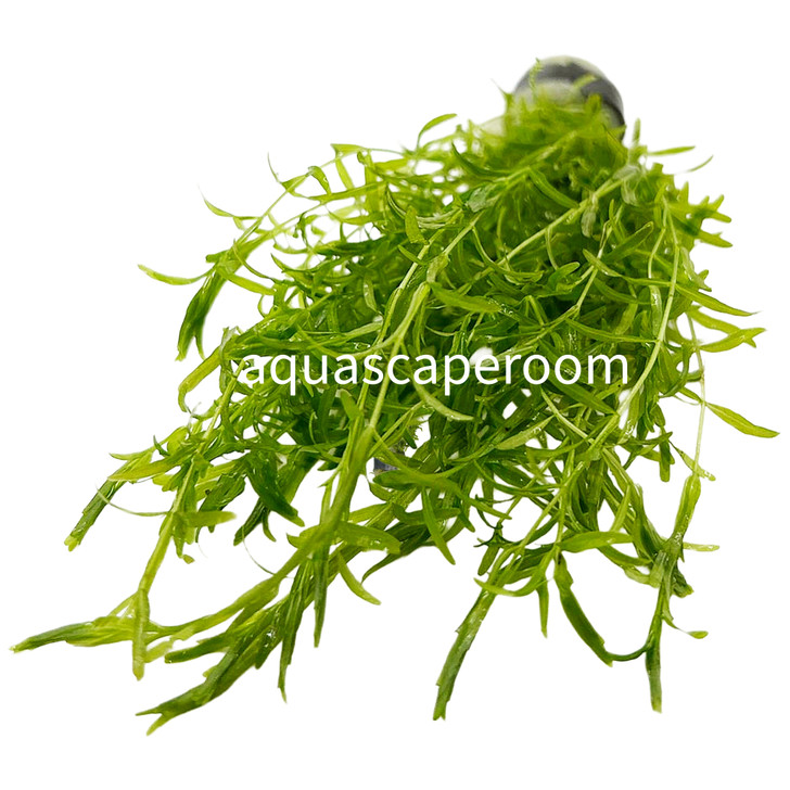 Hemianthus Micranthemoides (Pearlweed)