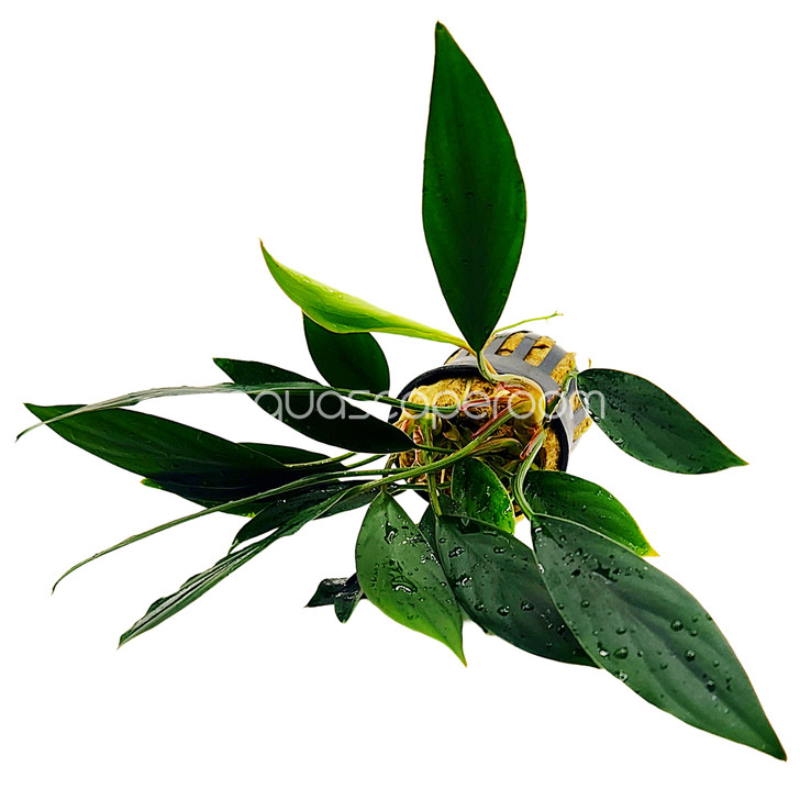 Aglaonema modestum ‘Green’