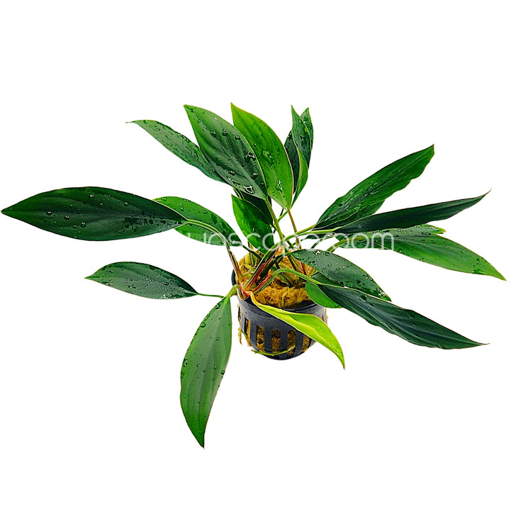 Aglaonema modestum ‘Green’