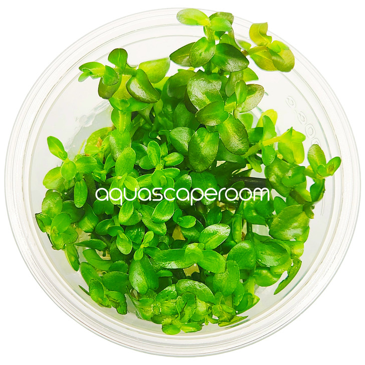 Bacopa Caroliniana Tissue Culture