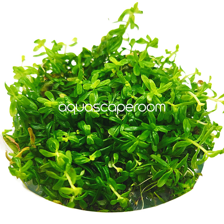 Rotala Rotundifolia Green Tissue Culture