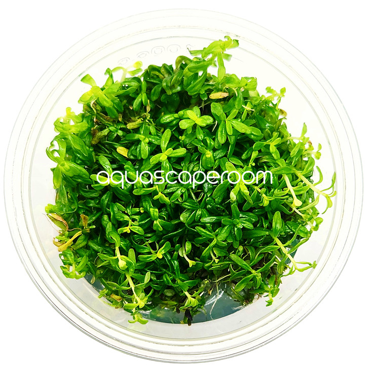 Rotala Rotundifolia Green Tissue Culture
