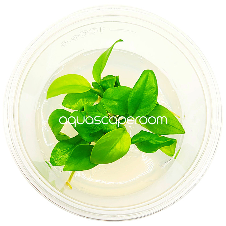 Anubias Nana 'Golden' Tissue Culture