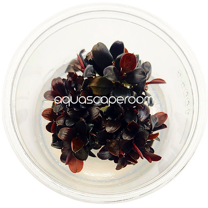 Bucephalandra brownie 'neo' Tissue Culture