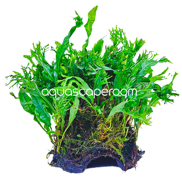 Microsorum Windelov on Moss Shell