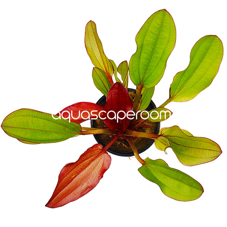 Echinodorus 'Kleiner Prinz'