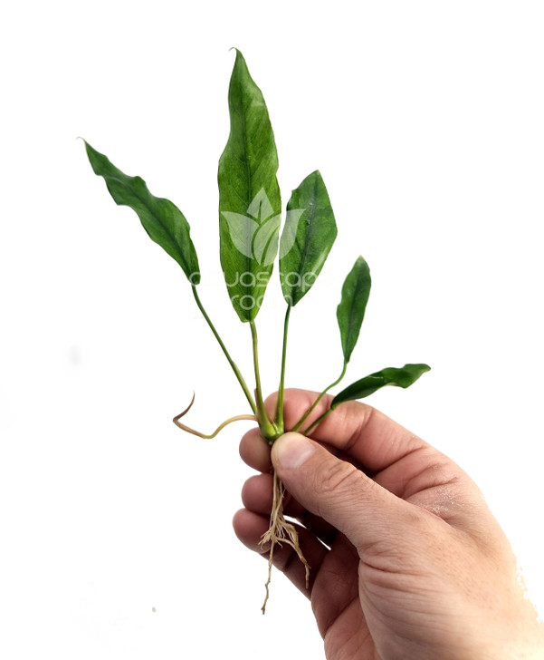 Anubias Glabra 'Minima'