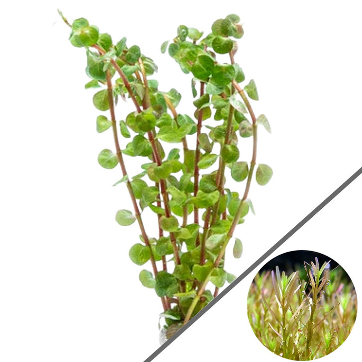 Rotala Rotundifolia Wayanad