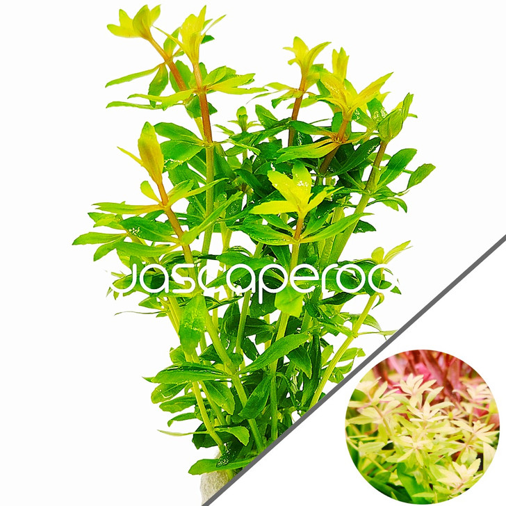 Limnophila Aromatica  mini Vietnam