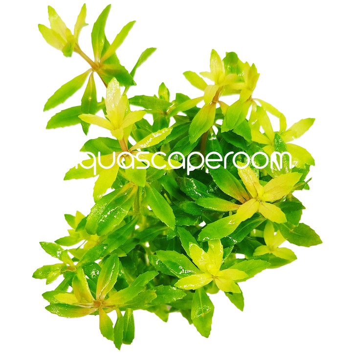 Limnophila Aromatica  mini Vietnam