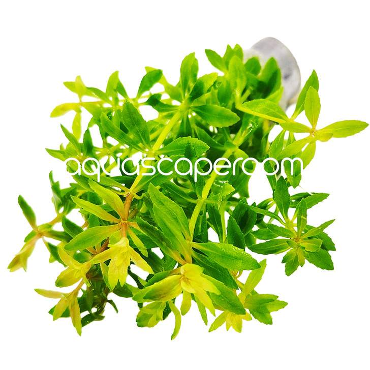 Limnophila Aromatica  mini Vietnam