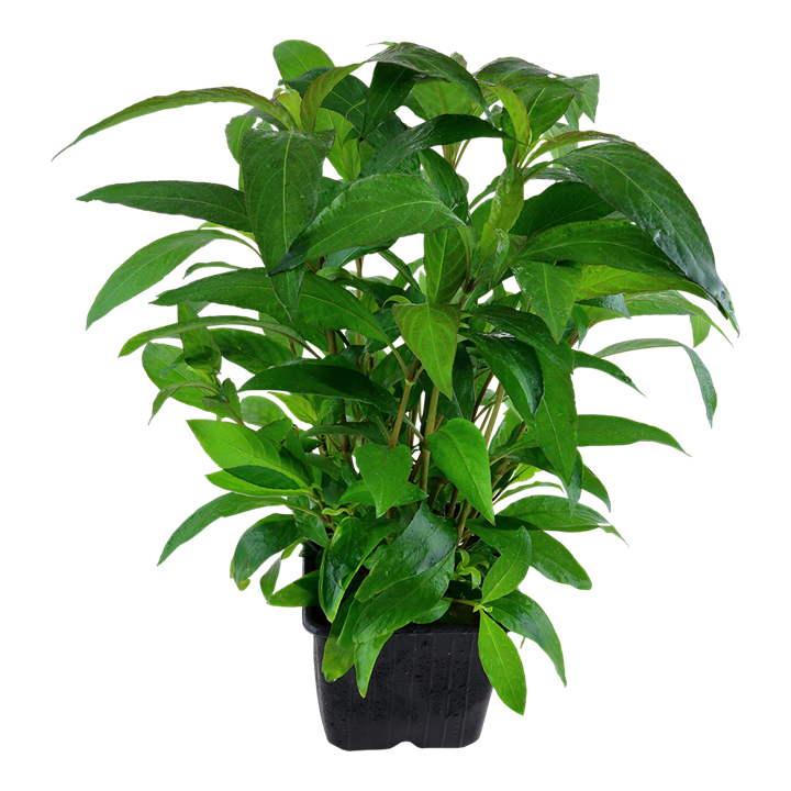 Hygrophila corymbosa 'Stricta' XL Pot