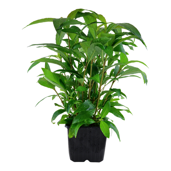 Hygrophila corymbosa 'Stricta' XL Pot