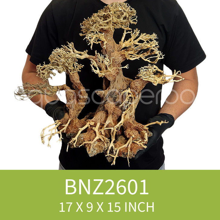Dragon Driftwood BNZ2601