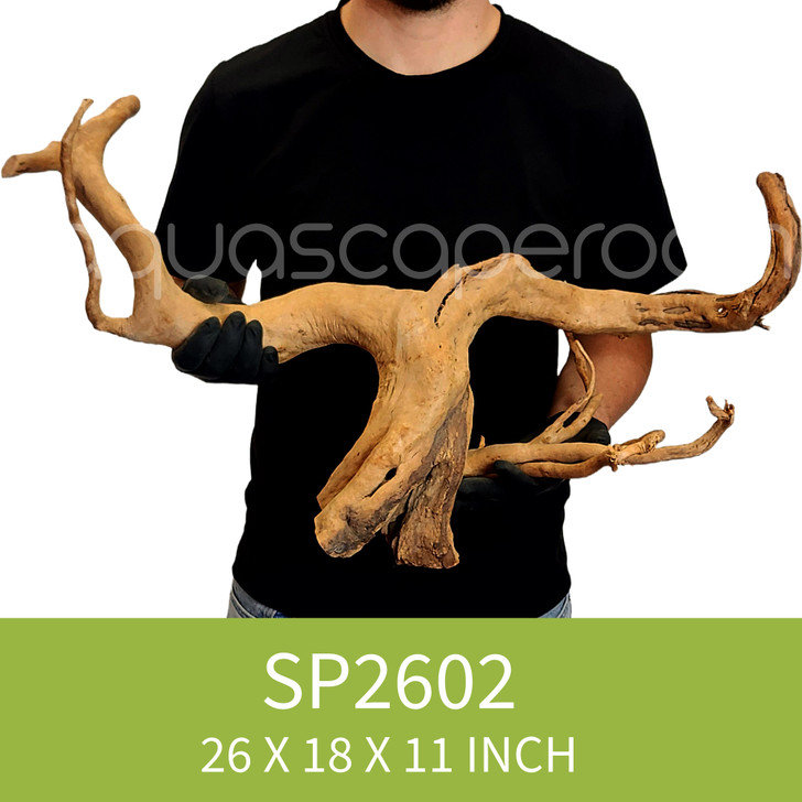 Spider Driftwood SP2602