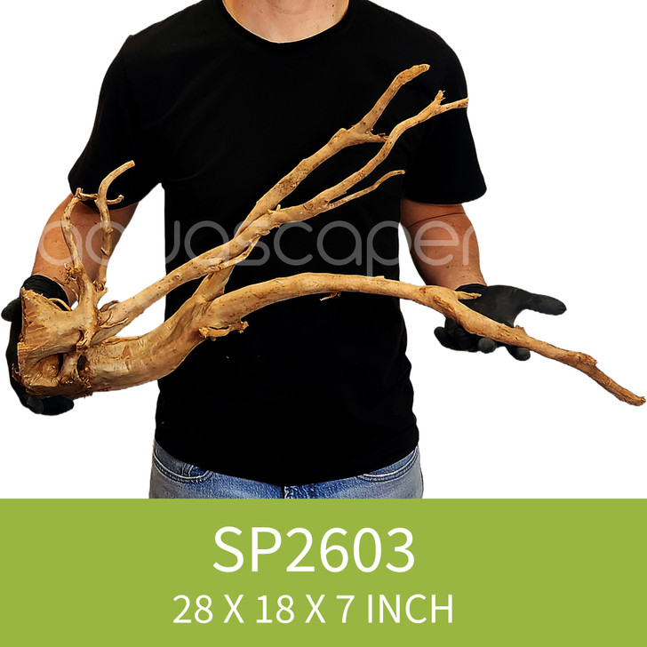 Spider Driftwood SP2603