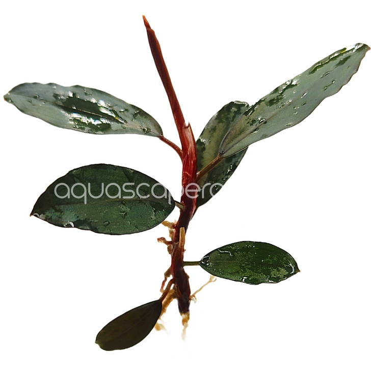 Bucephalandra black pearl