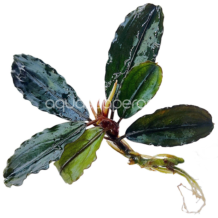 Bucephalandra hades blue