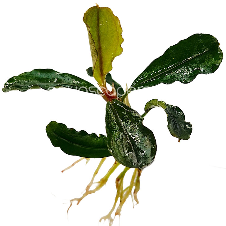 Bucephalandra pina