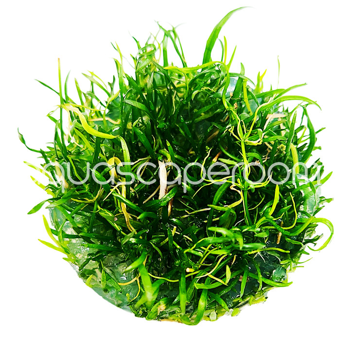 Lilaeopsis Brasiliensis Tissue Culture