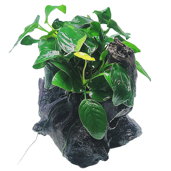 [WYSIWYG] Anubias Nana on Driftwood *ANBWD2