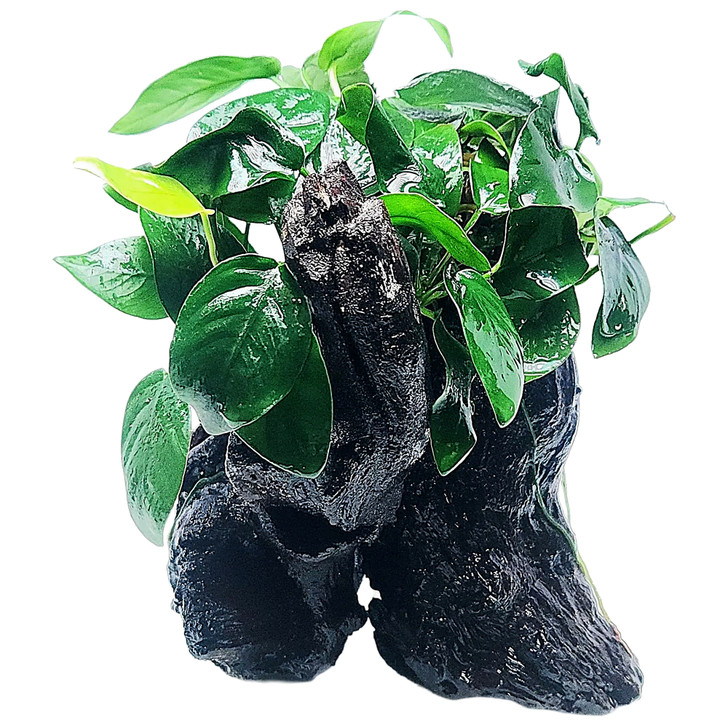 [WYSIWYG] Anubias Nana on Driftwood *ANBWD2