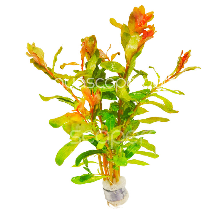 Ludwigia Inclinata Red