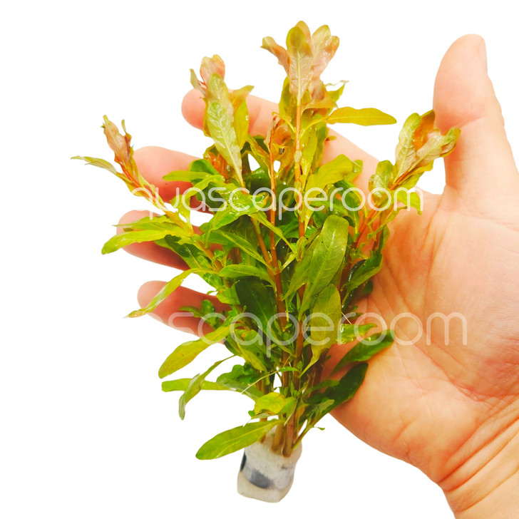 Ludwigia Inclinata Red