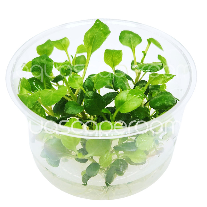 Lobelia Cardinalis Tissue Culture