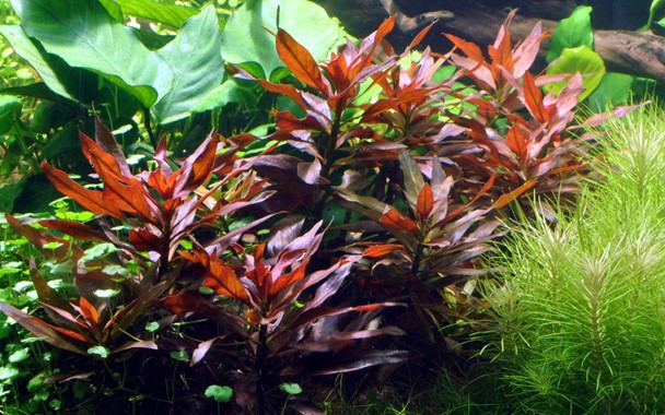 Ludwigia Glandulosa Tissue Culture