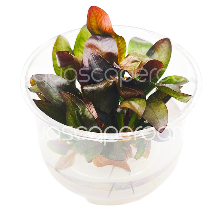 Echinodorus Fancy Twist Tissue Culture
