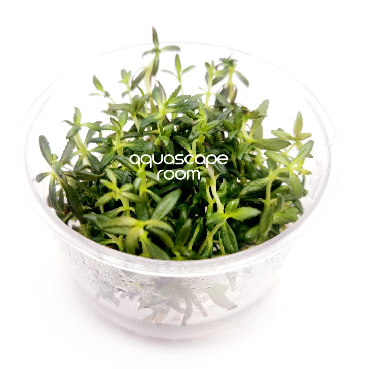 Limnophila Aromatica Red Tissue Culture