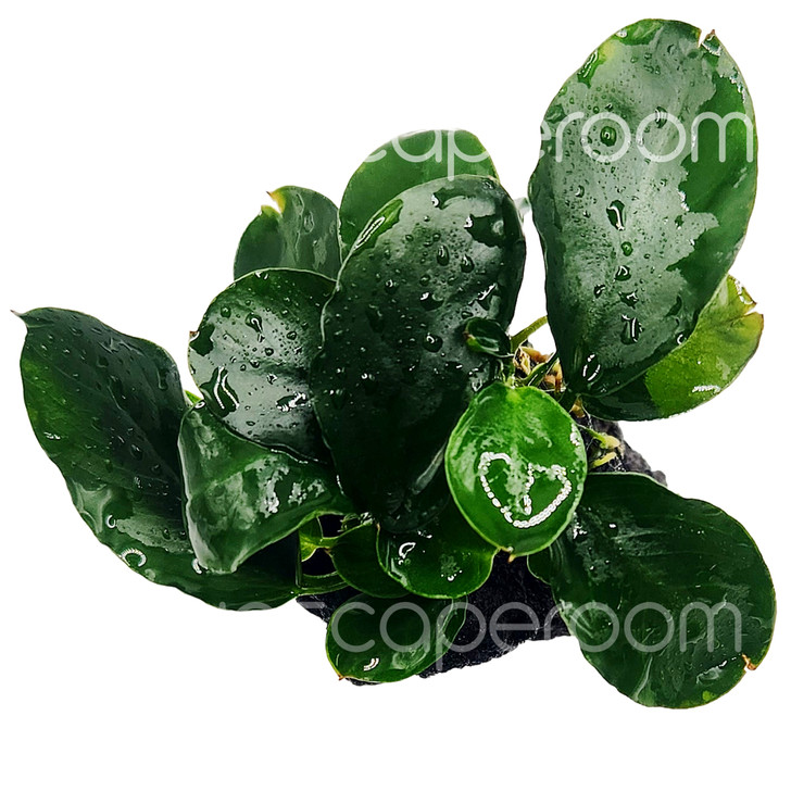 Anubias Darkmoon On Lava Stone