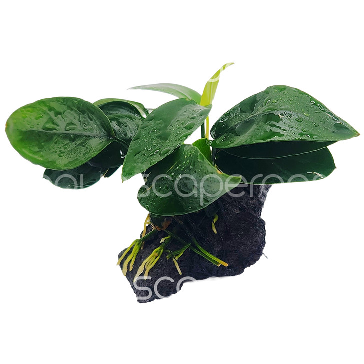 Anubias Peacock On Lava Stone