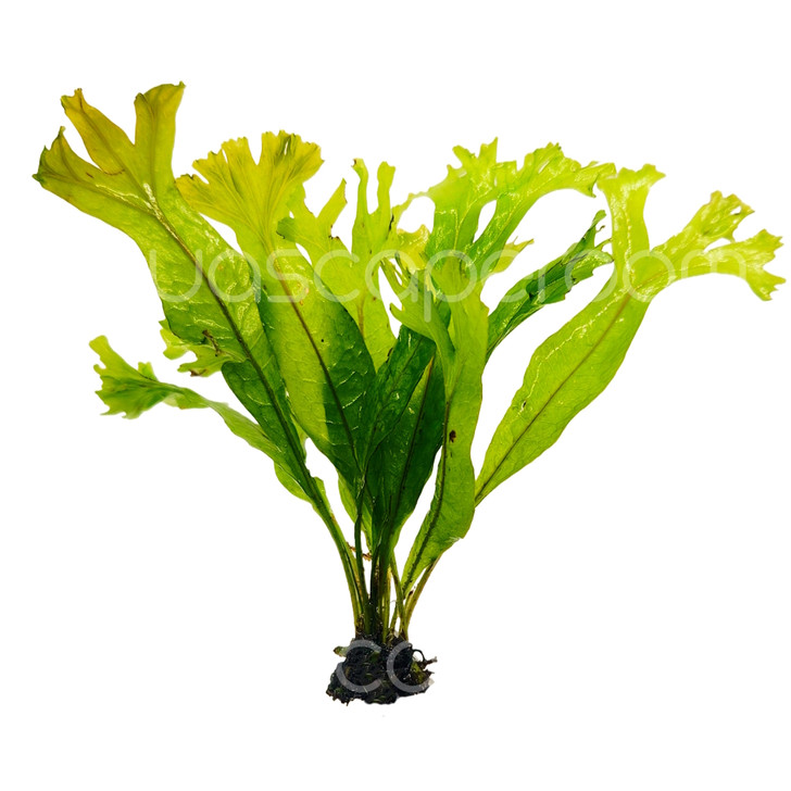 Microsorum 'Coral' Bundle