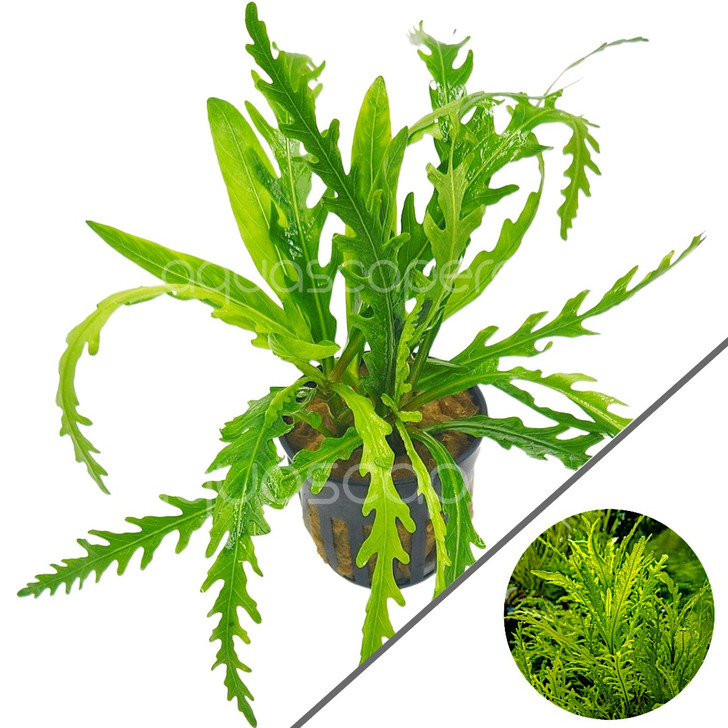 Hygrophila odora