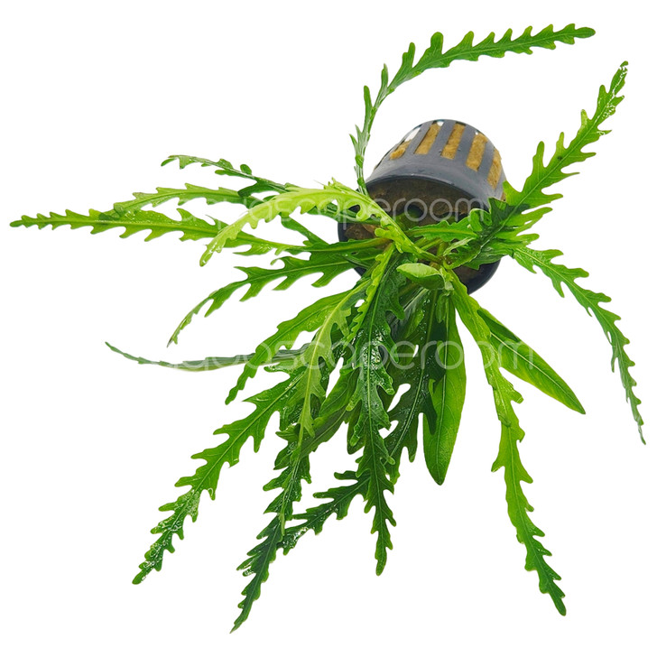 Hygrophila odora