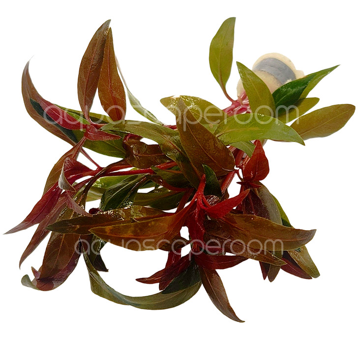 Alternanthera Reineckii Mini