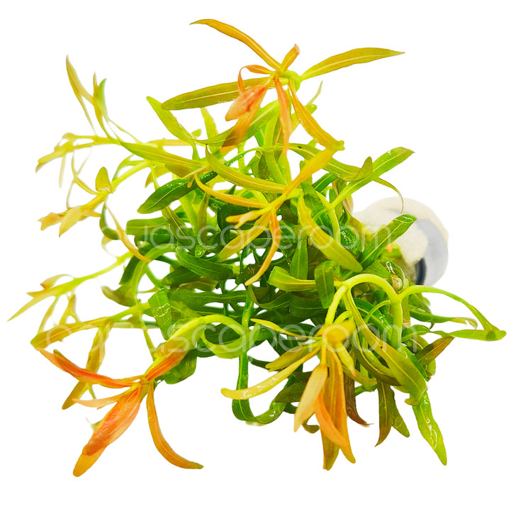 Rotala 'Red Cross'