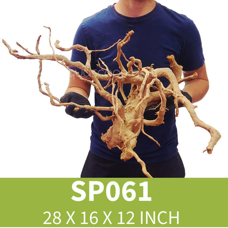 Spider Driftwood SP061