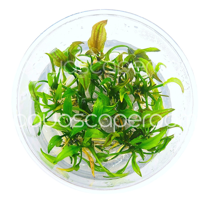 Cryptocoryne Yujii Tissue Culture