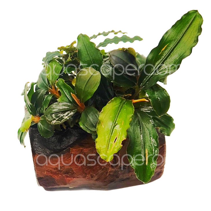Bucephalandra Mix on Nano Driftwood