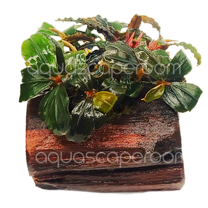 Bucephalandra Mix on Nano Driftwood
