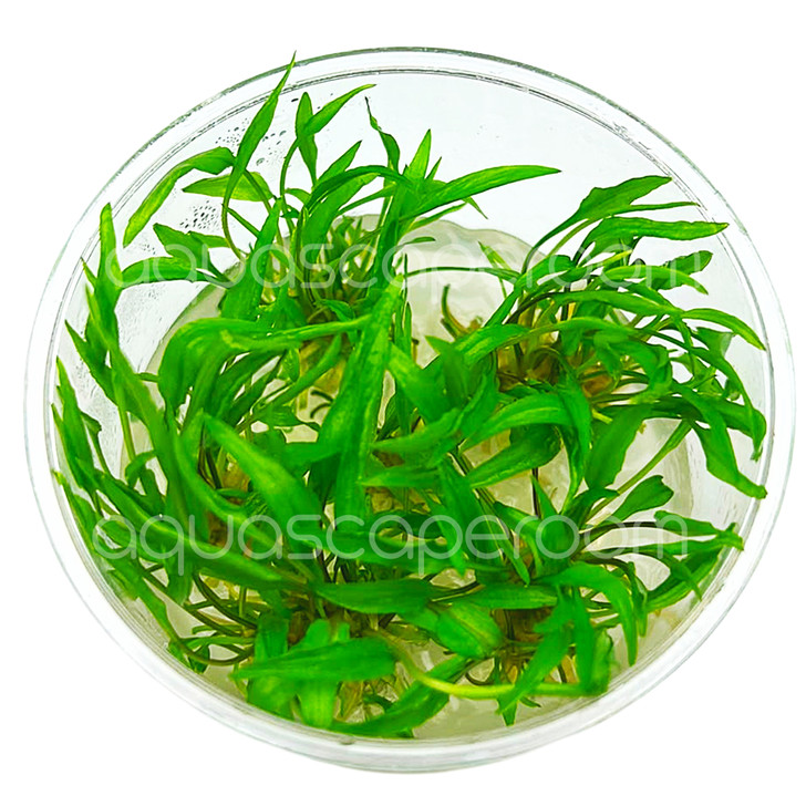 Cryptocoryne Wendtii Green Tissue Culture