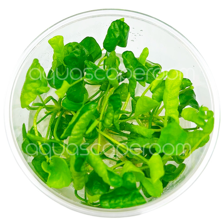 Nymphoides Hydrophylla 'Taiwan' Tissue Culture