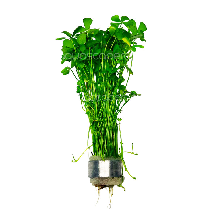 Marsilea Crenata