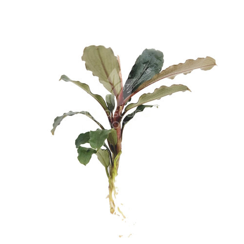 Bucephalandra alamanda
