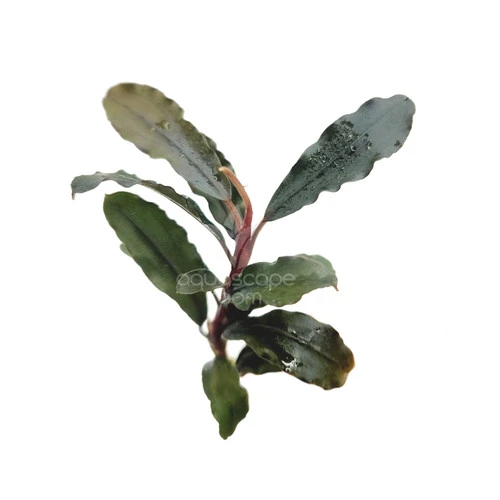 Bucephalandra alamanda