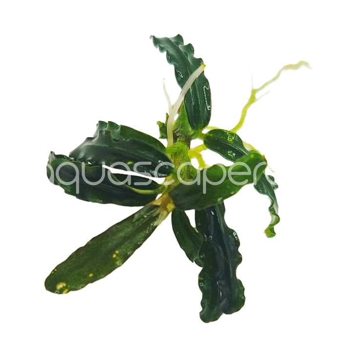 Bucephalandra Rosemary (Belindae)